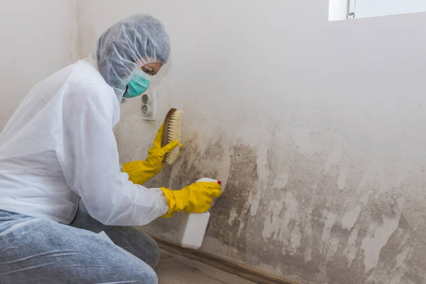 Best Black Mold Removal  in Gladstone, MI