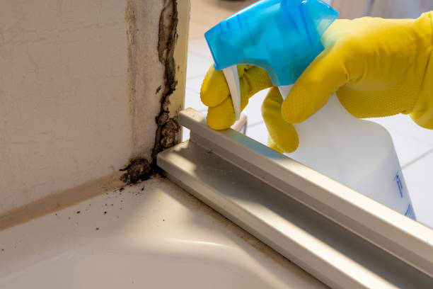 Best Mold Cleaning Services  in Gladstone, MI