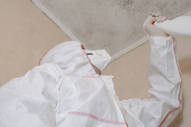 Best Black Mold Removal  in Gladstone, MI