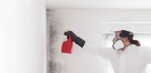 Best Mold Remediation Experts  in Gladstone, MI