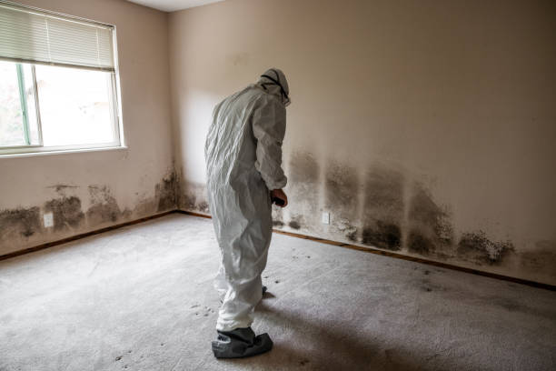 Best Office Mold Removal Services  in Gladstone, MI