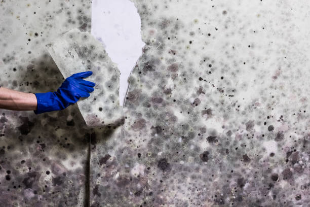 Best Certified Mold Removal  in Gladstone, MI