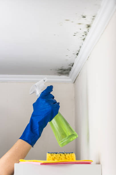 Best Fast Mold Removal  in Gladstone, MI